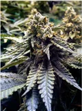 Chocolate Mint OG seeds