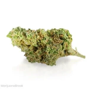 Jack the Ripper Marijuana Strain