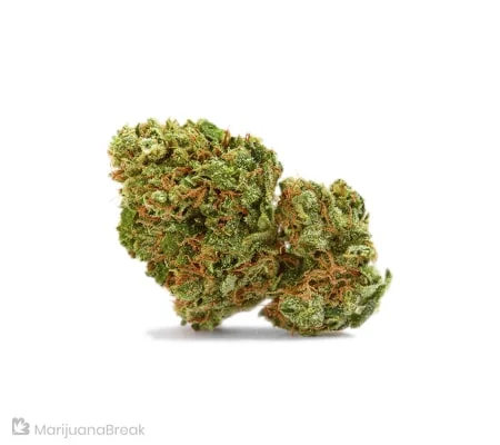 Key Lime Pie Marijuana Strain