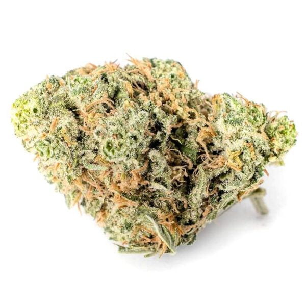 King Louie XIII (AAA)