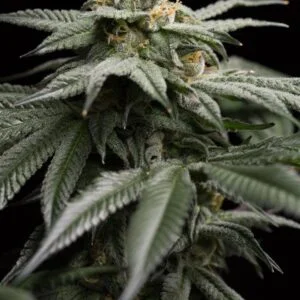 L.A. Gelato seeds