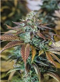 Lemon Kush Headband