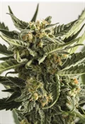 Lost Coast Skunk Auto