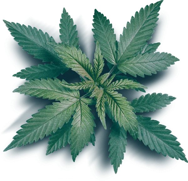 buy weed and cannabis online cheap